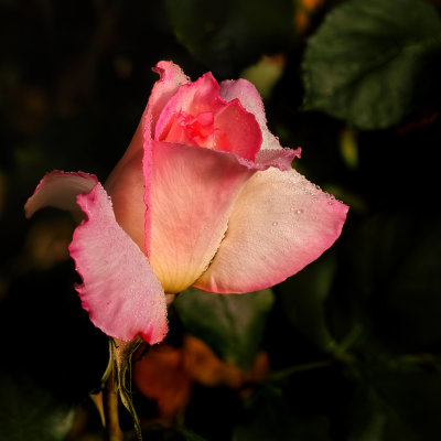 dewy rose