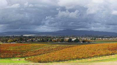 South Livermore Vineyards I