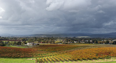 vineyards
