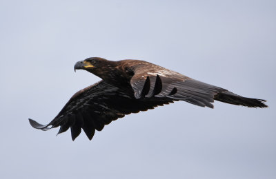 juvenile bald eagle II