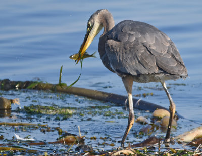 heron finally catches a fish