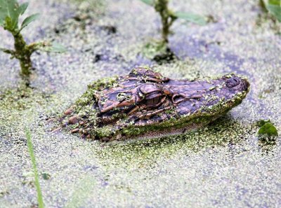 Baby Gator