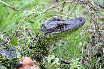 Baby Gator