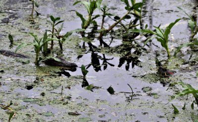 Baby Gator and Red Eared Slider