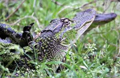 Baby Gator scratching