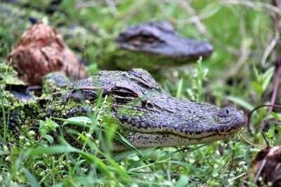 Baby Gators