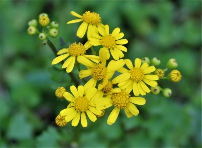 Cut-leaf Groundsel