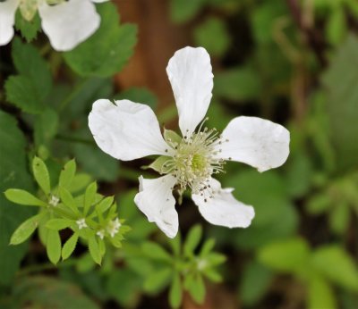 Dewberry