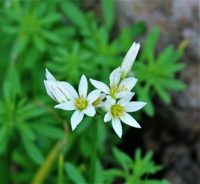False Garlic