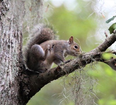 Grey Squirrel scratching