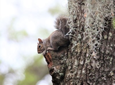 Grey Squirrel