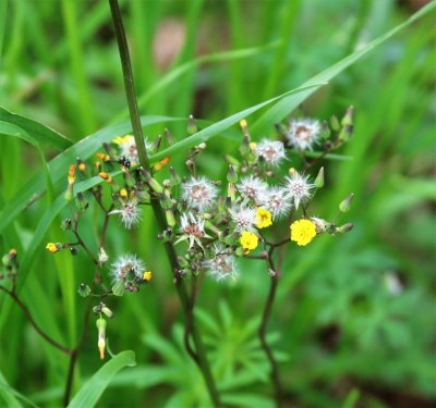 Hawkweed