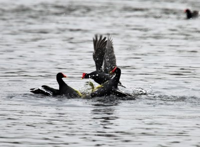 Moorhen Confrontation