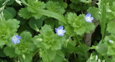 Persian Speedwell