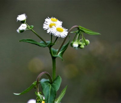 Philadelphia Fleabane