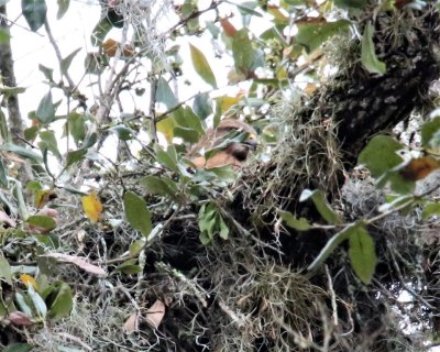 Red-tailed Hawk in her nest, Forty Acre Lake.