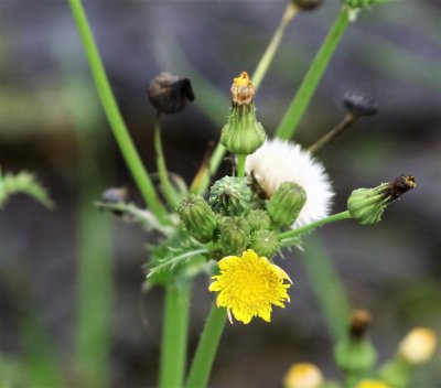 Sow Thistle