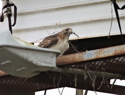 Nesting Red-tailed Hawk