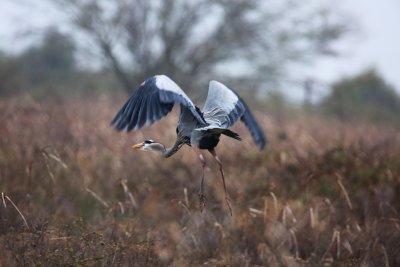Take Off-Great Blue Heron