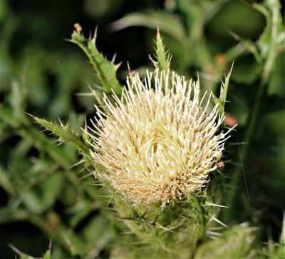 wildflowers_in_my_yard