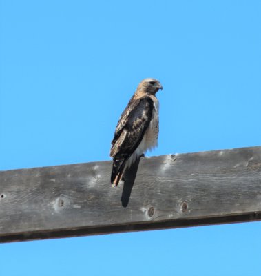 Red-tailed Hawk