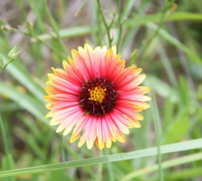 Blanket Flower.jpg