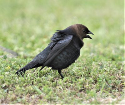 Brown-headed Cowbird 1.jpg