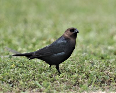 Brown-headed Cowbird 2.jpg