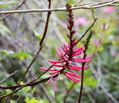 Coral Bean 1.jpg