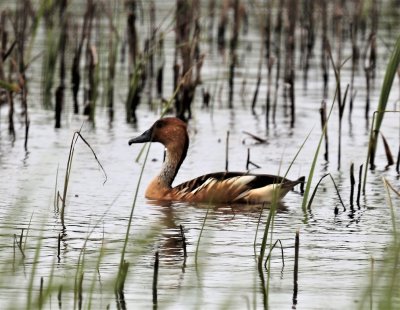 Fulvous Whistling Duck 1 .jpg