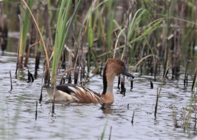 Fulvous Whistling Duck.jpg