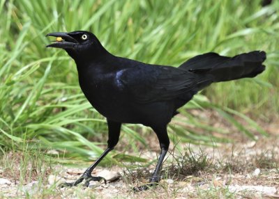 Great-tailed Grackle 1.jpg