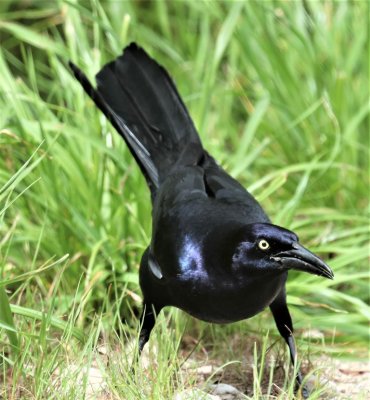 Great-tailed Grackle 2.jpg