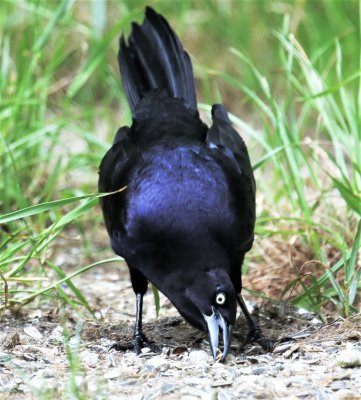 Great-tailed Grackle 3.jpg