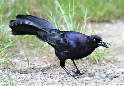 Great-tailed Grackle 4.jpg