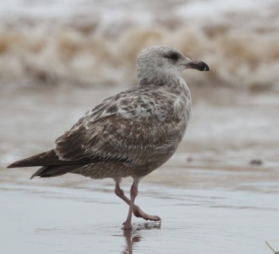 Herring Gull.jpg