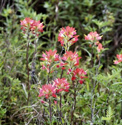 Indian Paintbrush.jpg