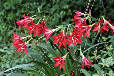 Iris 1.jpg