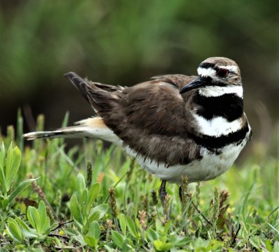 Killdeer 1.jpg