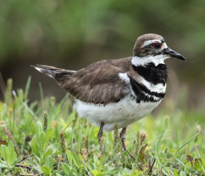 Killdeer 2.jpg