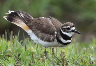 Killdeer.jpg
