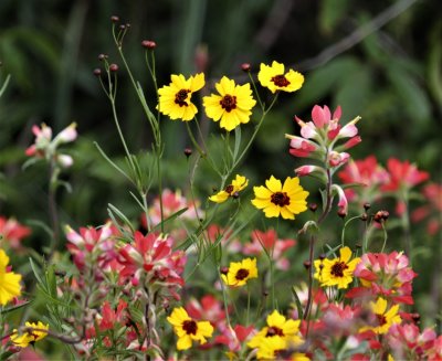 Plains Coreopsis and Indian Paintbrush.jpg
