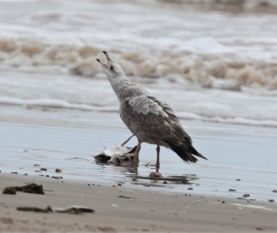 Protecting his catch-Herring Gull.jpg