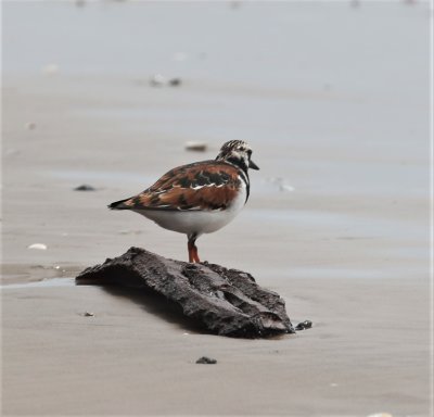 Ruddy Turnstone 1.jpg