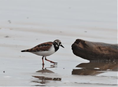 Ruddy Turnstone 2.jpg