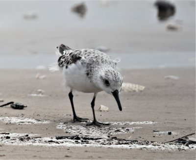 Sanderling 1.jpg