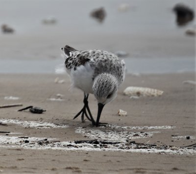 Sanderling 2.jpg