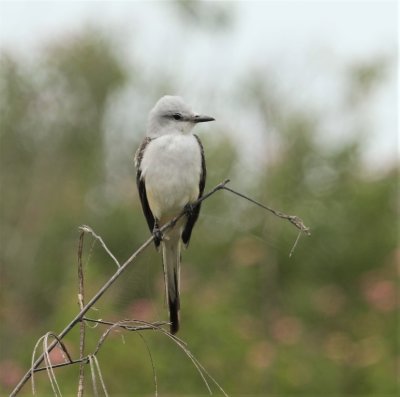Sissor-tailed Flycatcher 2.jpg