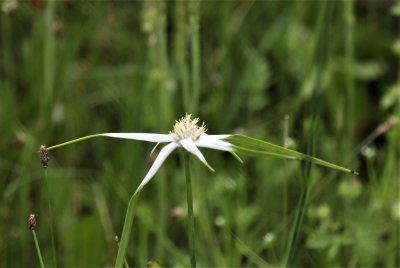 White-topped Sedge.jpg