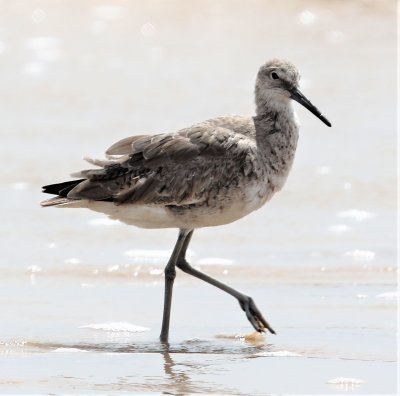 Willet 1.jpg